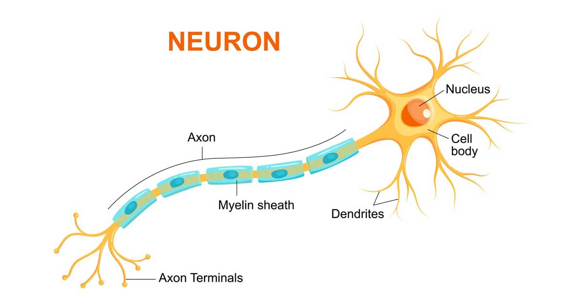 Brain injury damages neurons
