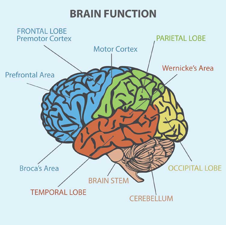 How Brain Injury Can Change Personality